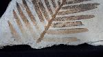 Zamites feneonis BRONGNIART - Bild &copy; FossNet FossilienStore